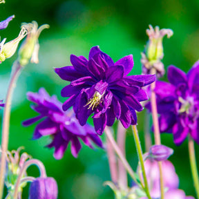 Vente Ancolie des jardins Blue Barlow - Aquilegia vulgaris Blue Barlow