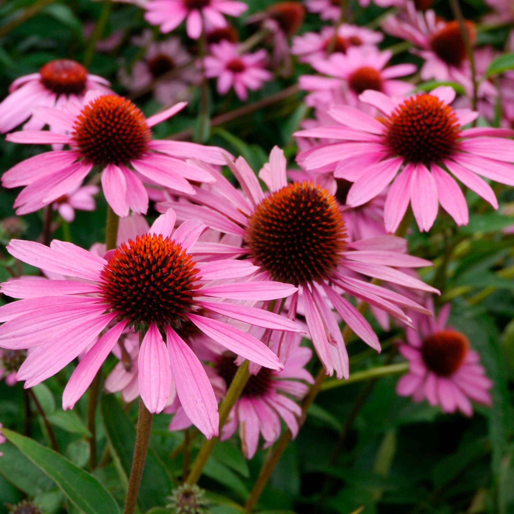 Echinacée pourpre Magnus Superior  - Echinacea purpurea magnus superior - Willemse