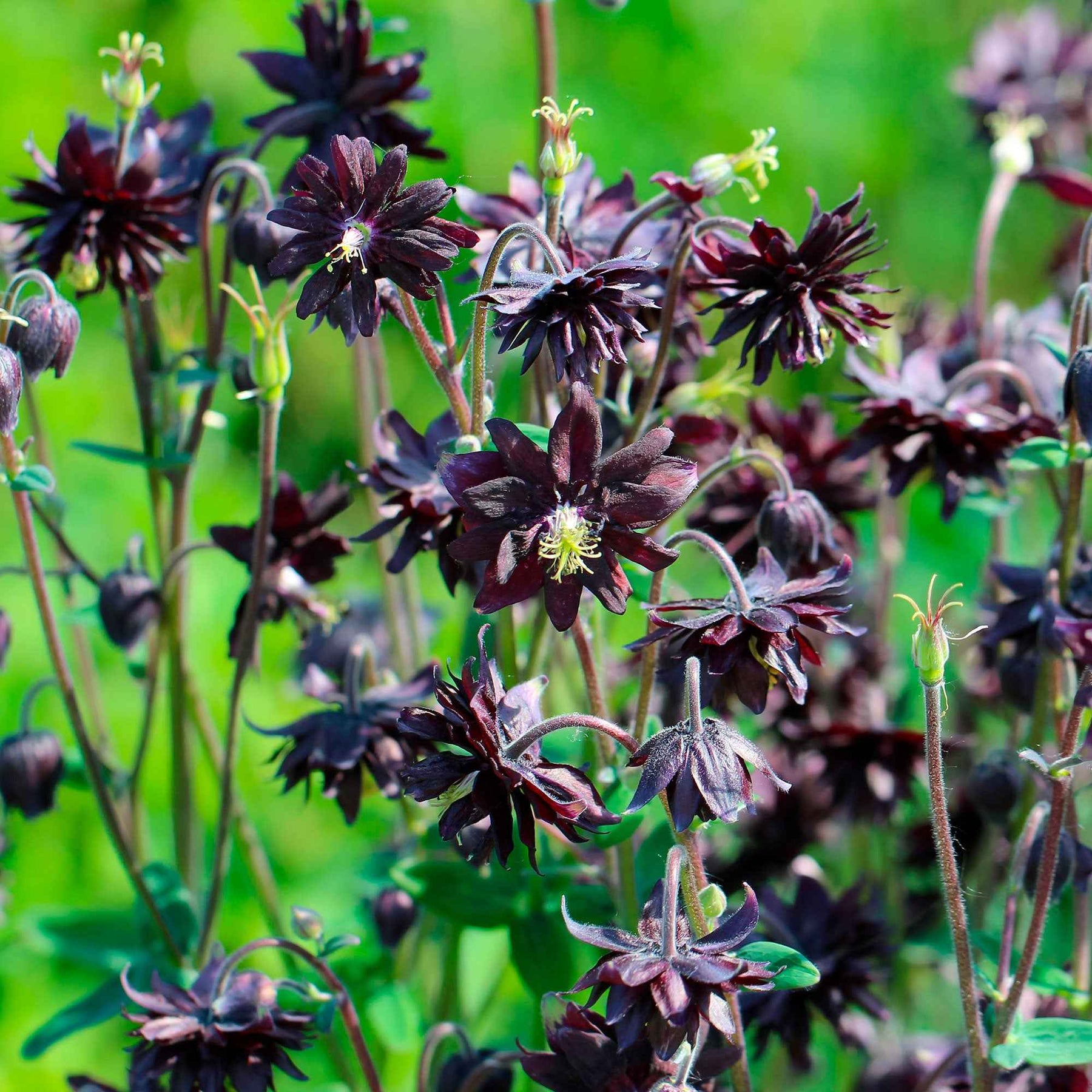 Aquilegia vulgaris Black Barlow - Ancolie des jardins Black Barlow - Ancolie