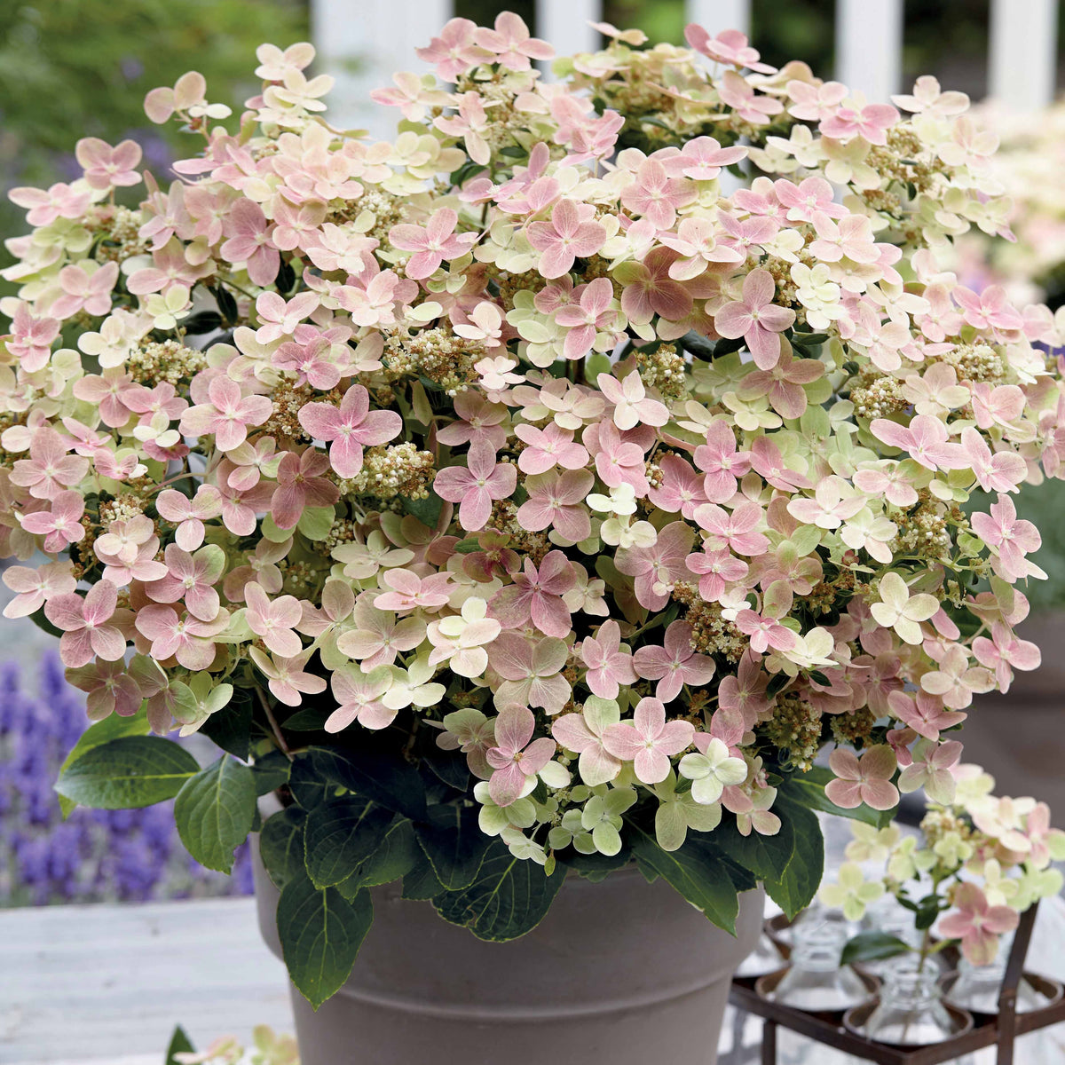 Hortensia paniculé Switch Ophelia®
