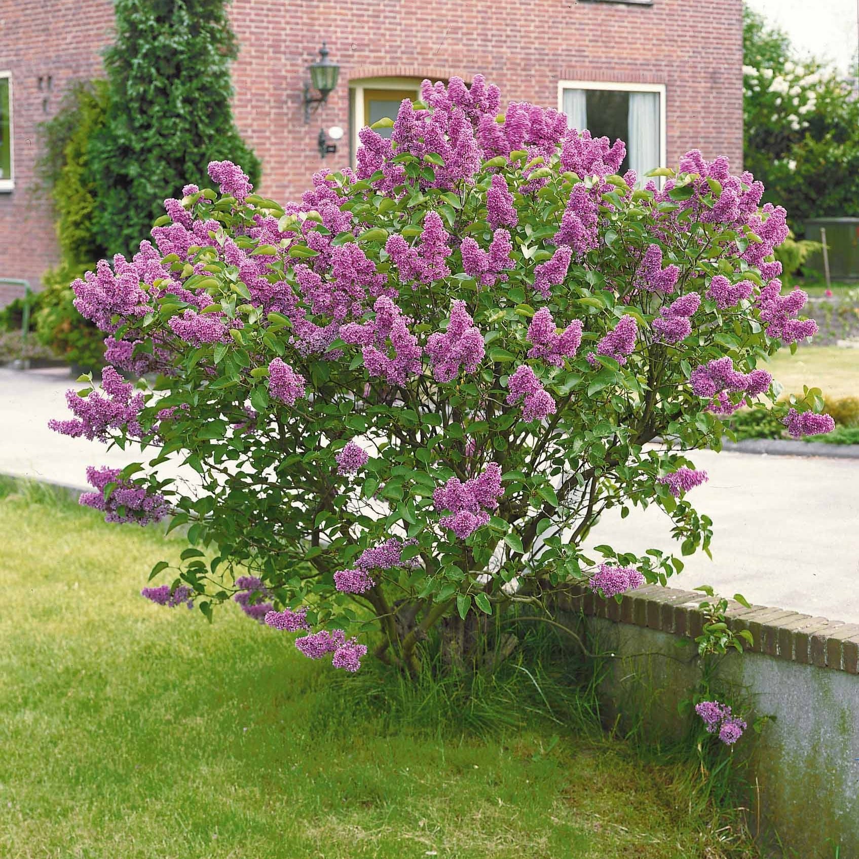 Vente Lilas double lilas - Syringa vulgaris Andenken an Ludwig Späth