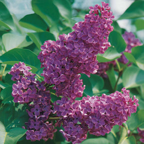 Lilas - Lilas double lilas - Syringa vulgaris Andenken an Ludwig Späth