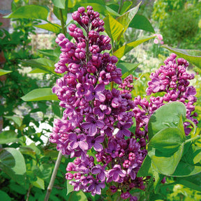 Syringa vulgaris Andenken an Ludwig Späth - Lilas double lilas - Lilas