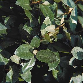 Eleagnus ebbingei - Eleagnus - Eleagnus