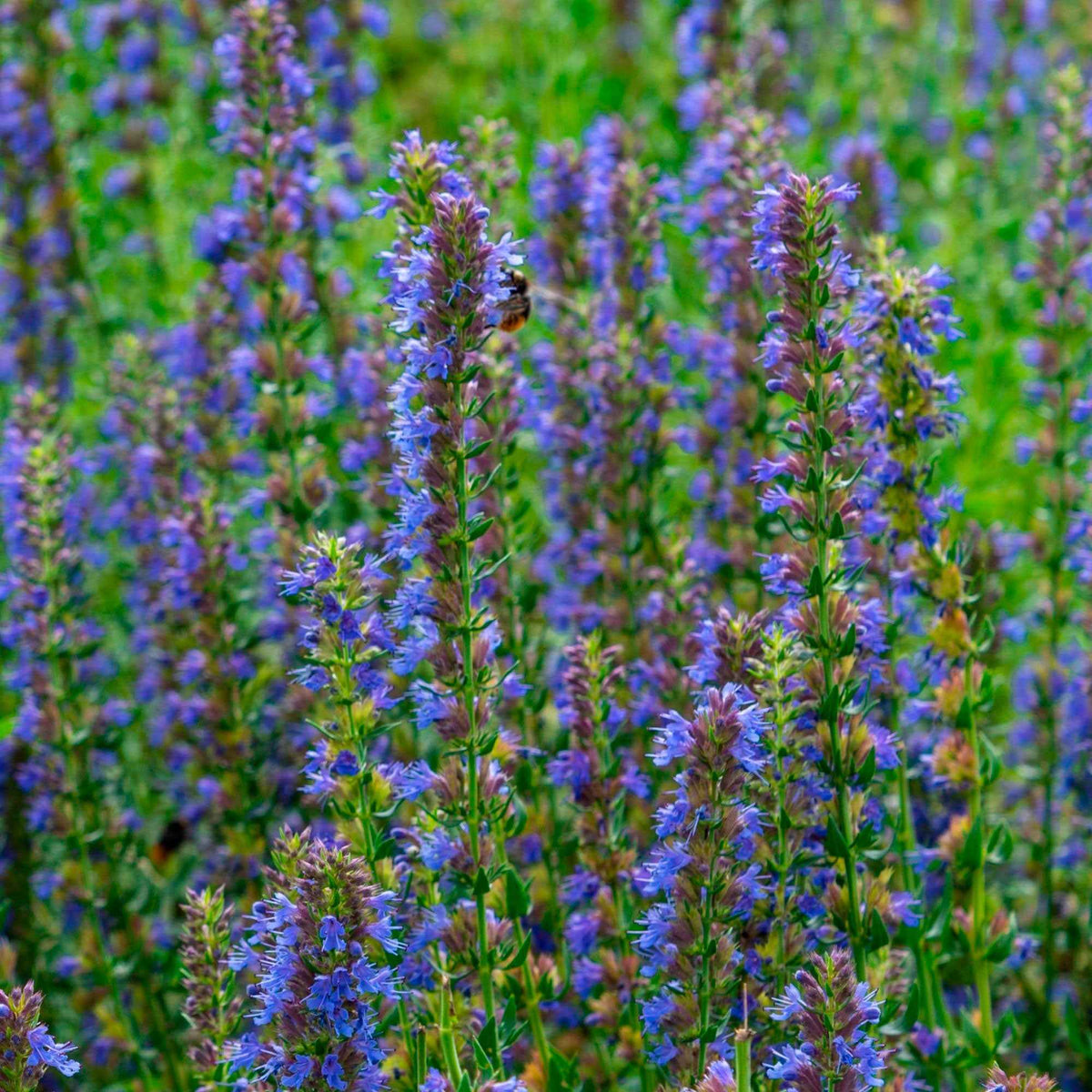 Hysope officinale - Willemse