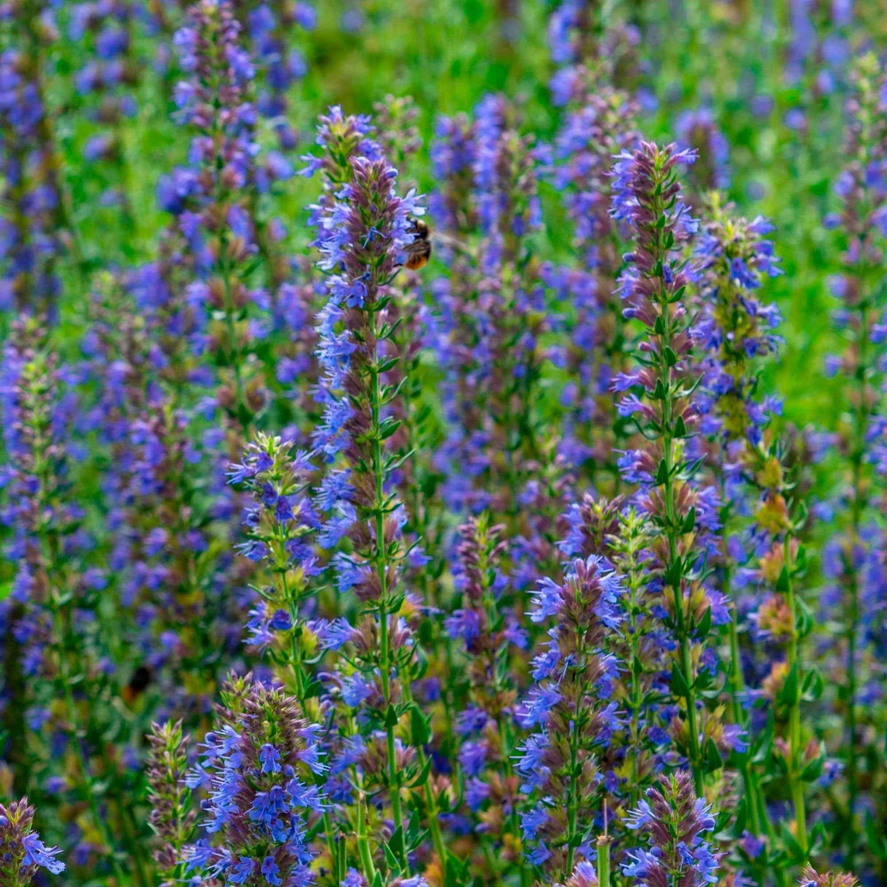 Hysope officinale - Willemse