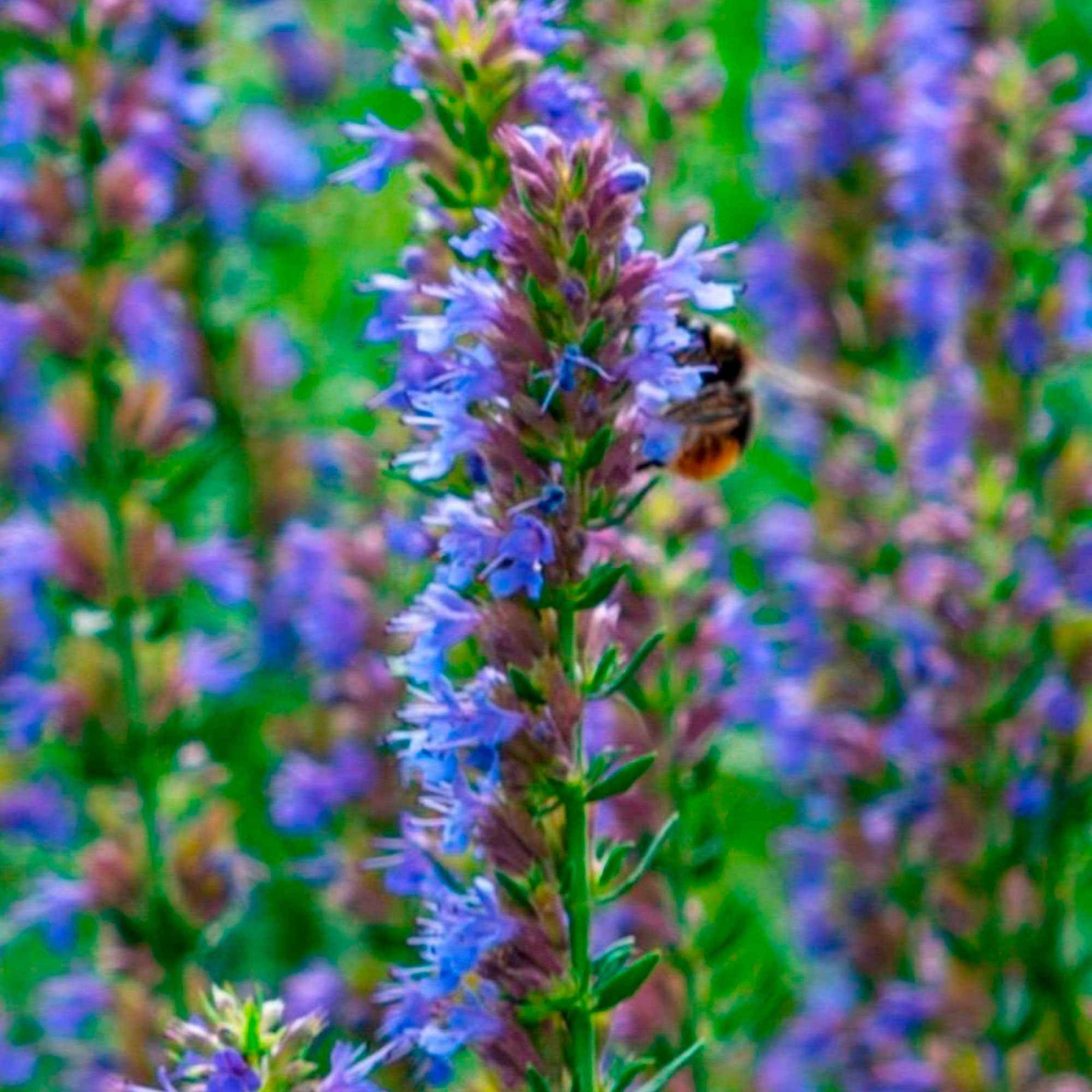 Hysope officinale - Hyssopus officinalis - Willemse