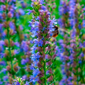 Hysope officinale - Hyssopus officinalis - Willemse