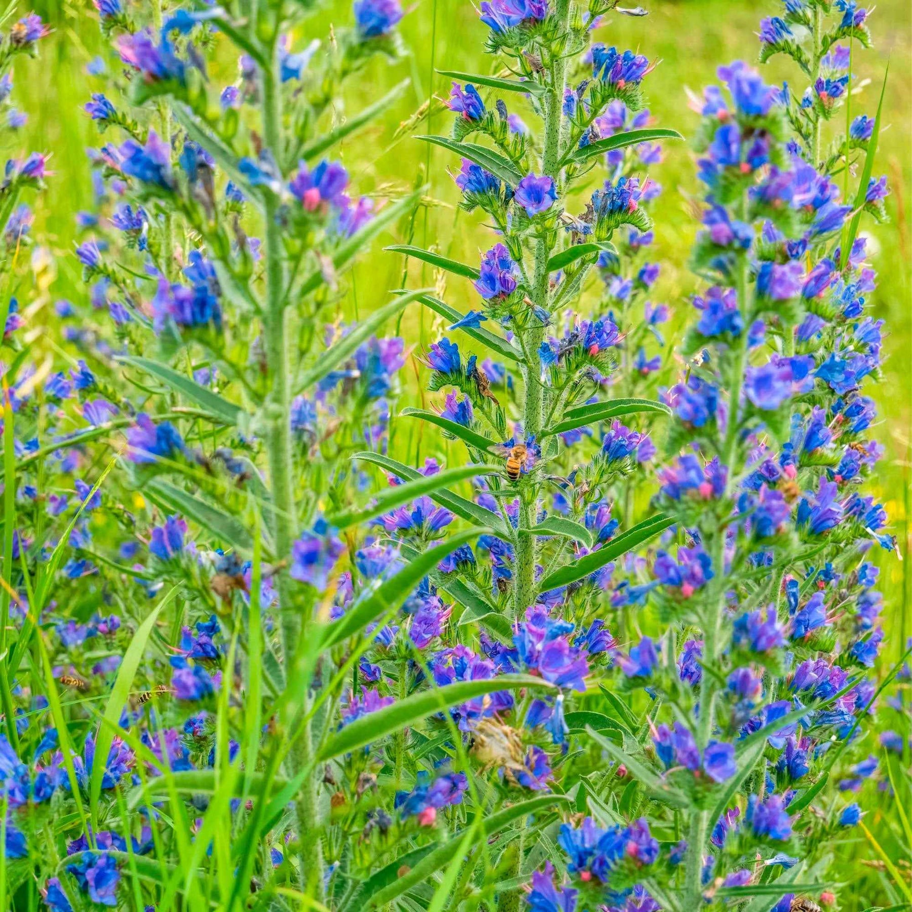 Vente Echium vulgare - Vipérine commune - Echium vulgare