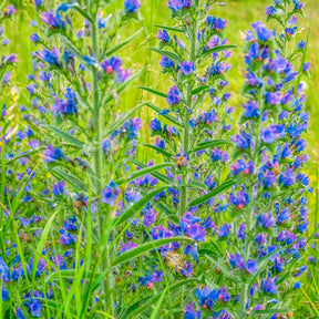 Vente Echium vulgare - Vipérine commune - Echium vulgare