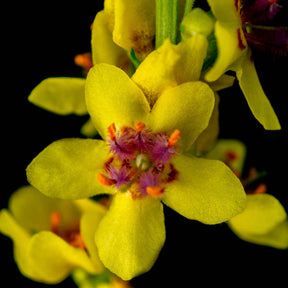 Vente Molène noire Bouillon noir - Verbascum nigrum
