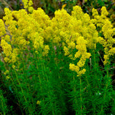 Caille-lait jaune - Gaillet vrai - Willemse