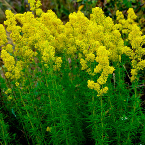Caille-lait jaune - Gaillet vrai - Willemse