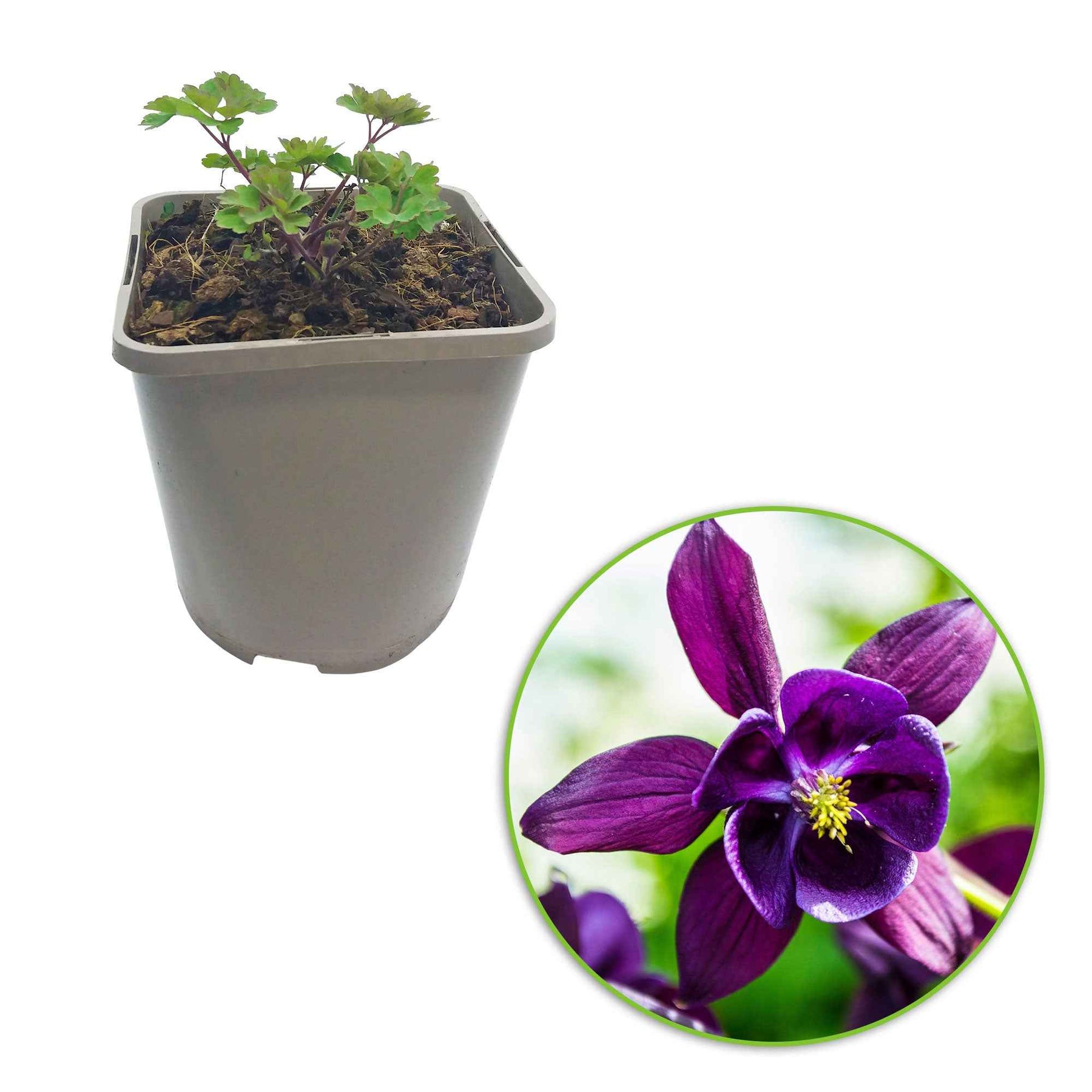Graines de fleurs - Ancolies des jardins Granny's Bonnets en mélange - Aquilegia vulgaris Granny's Bonnets