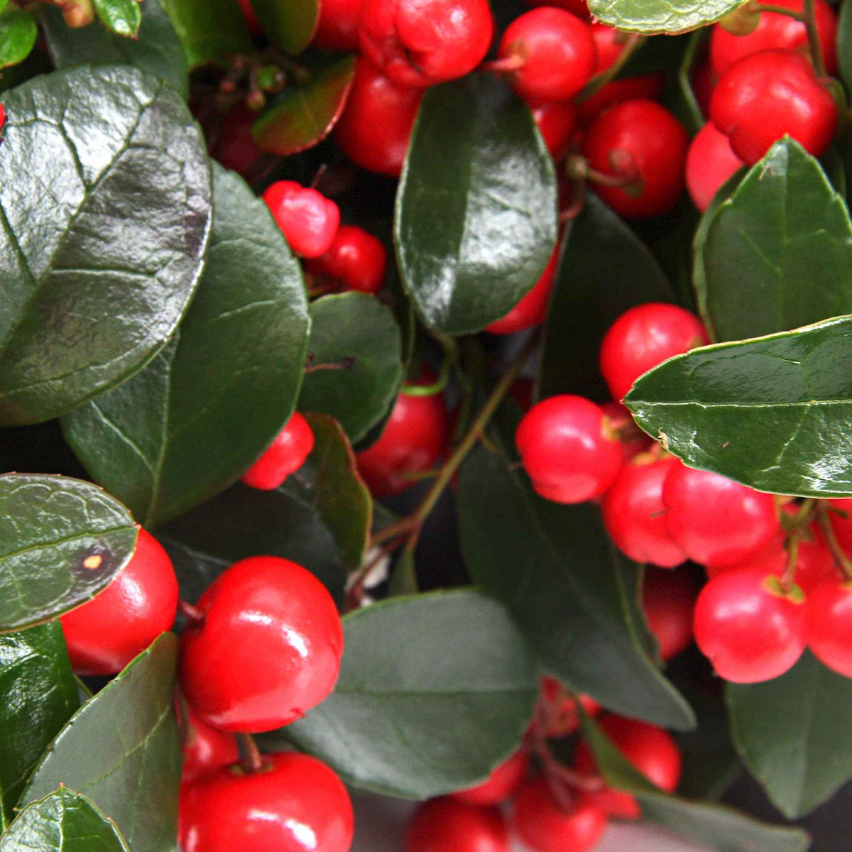 Gaultheria procumbens Big Berry - Willemse