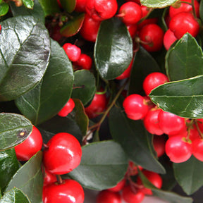 Gaultheria procumbens Big Berry - Willemse