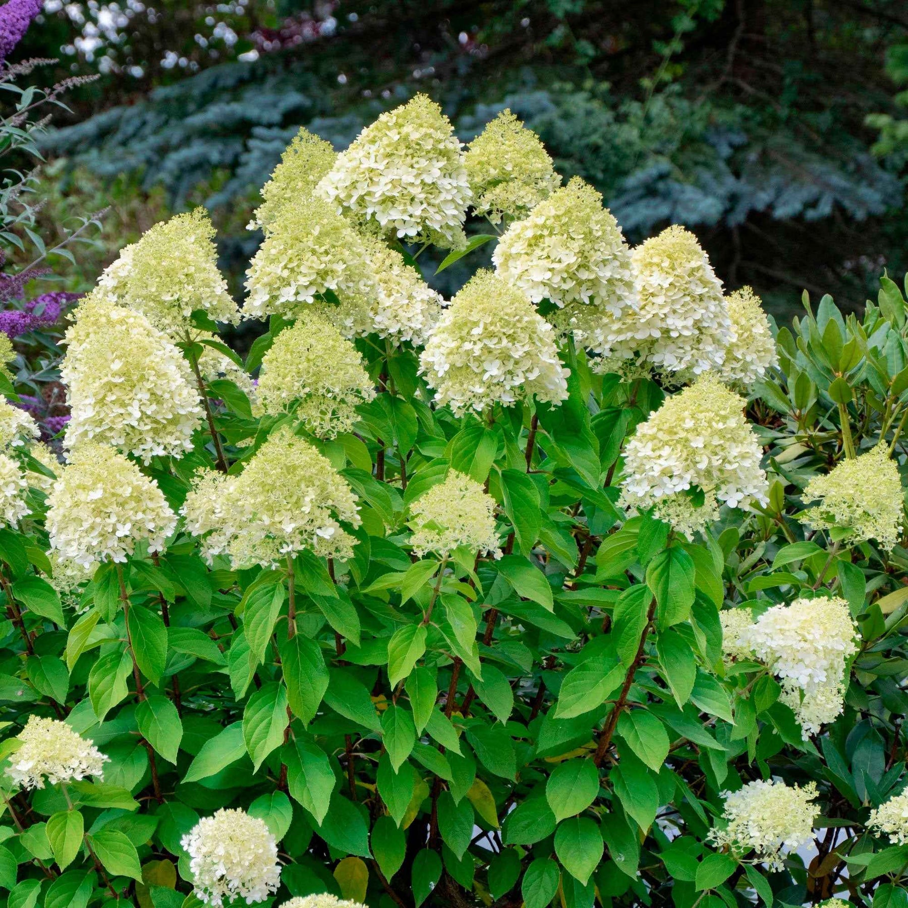 Hortensia paniculé Silver Dollar - Hortensia paniculé - Willemse