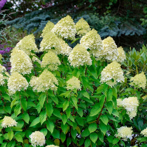 Hortensia paniculé Silver Dollar - Hortensia paniculé - Willemse