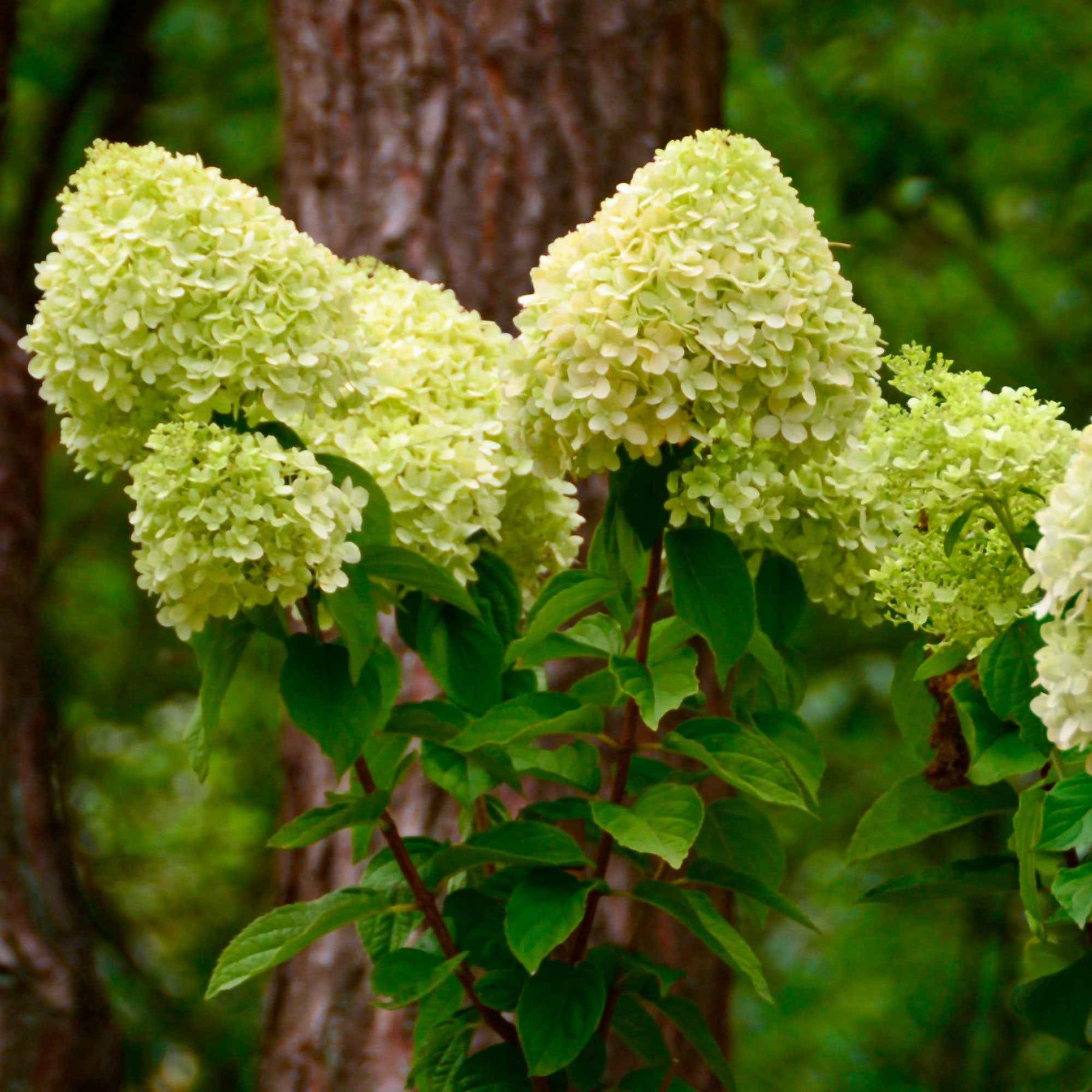 Vente Hortensia paniculé Silver Dollar - Hortensia paniculé
