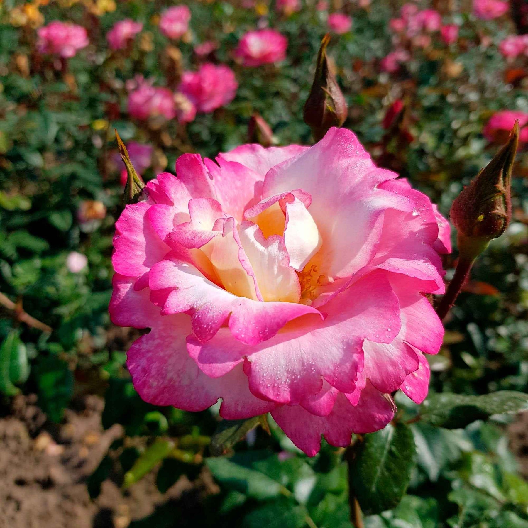 Rosiers arbustifs - Rosier grimpant Händel - Rosa Haendel