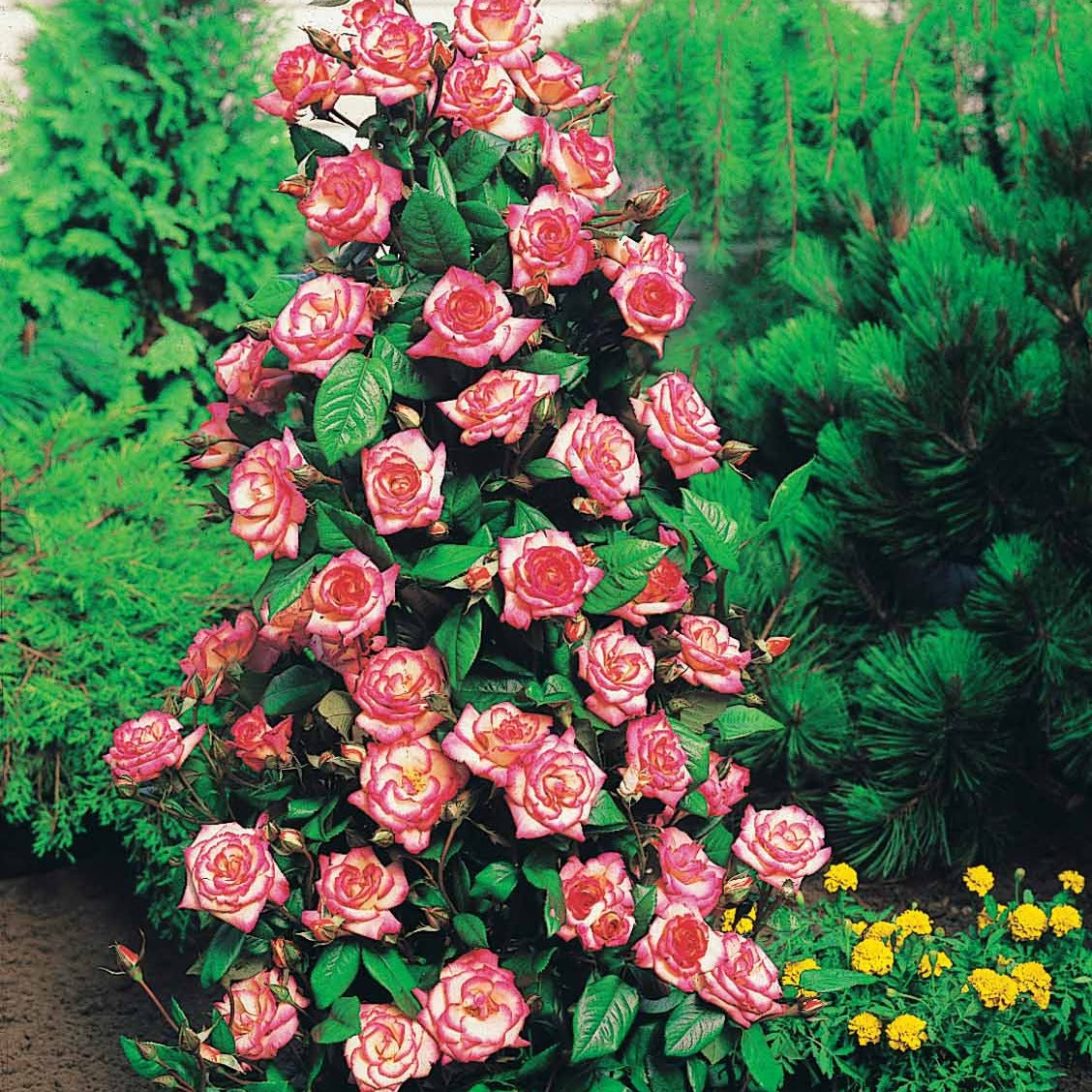 Rosa Haendel - Rosier grimpant Händel - Rosiers arbustifs