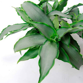 Murdannia loriformis Bright Star - Murdannia Loriformis Bright Star - Plantes vertes
