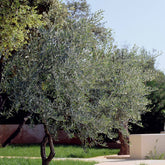 Olivier - Olea europaea - Willemse