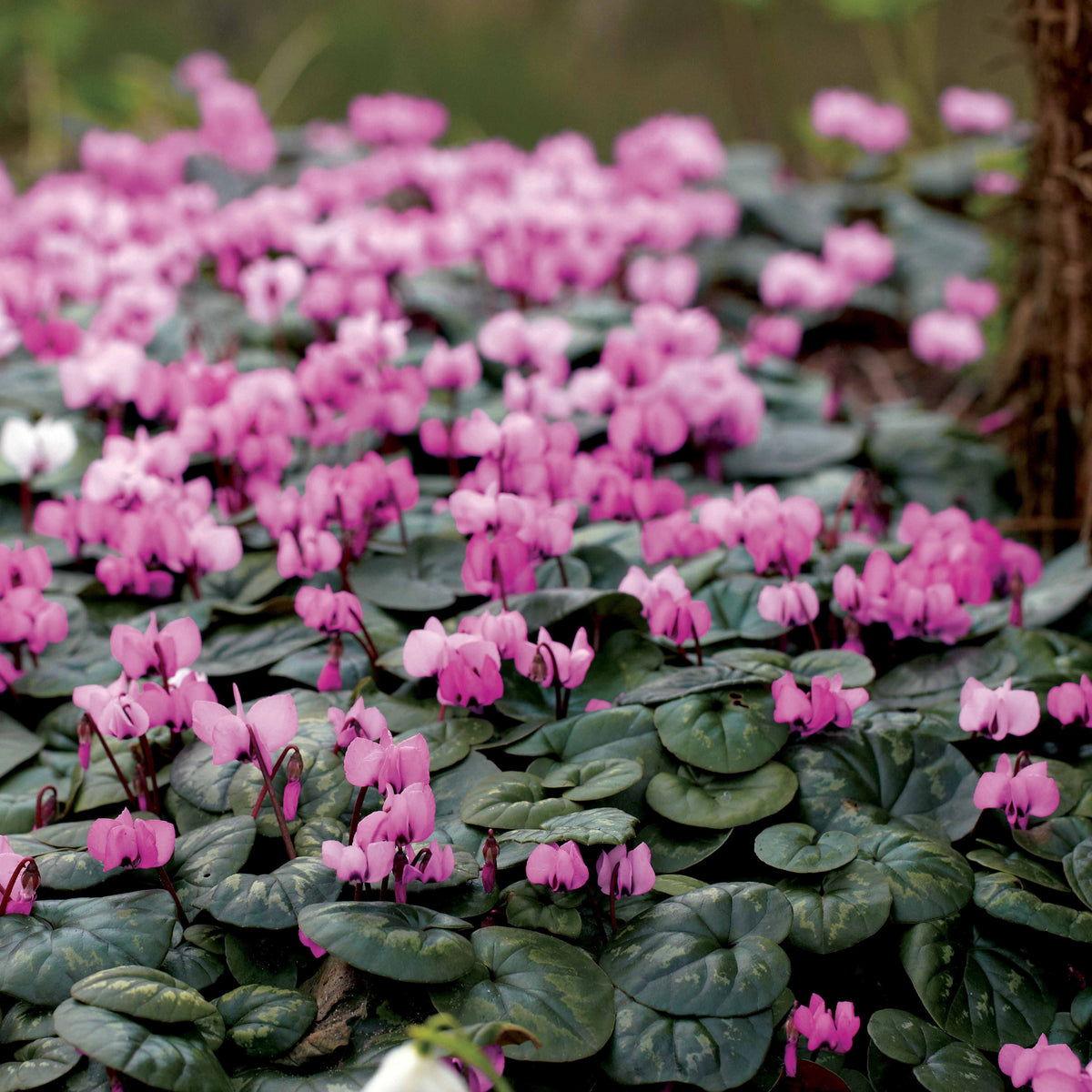 3 Cyclamens de l'île de Cos roses - Willemse