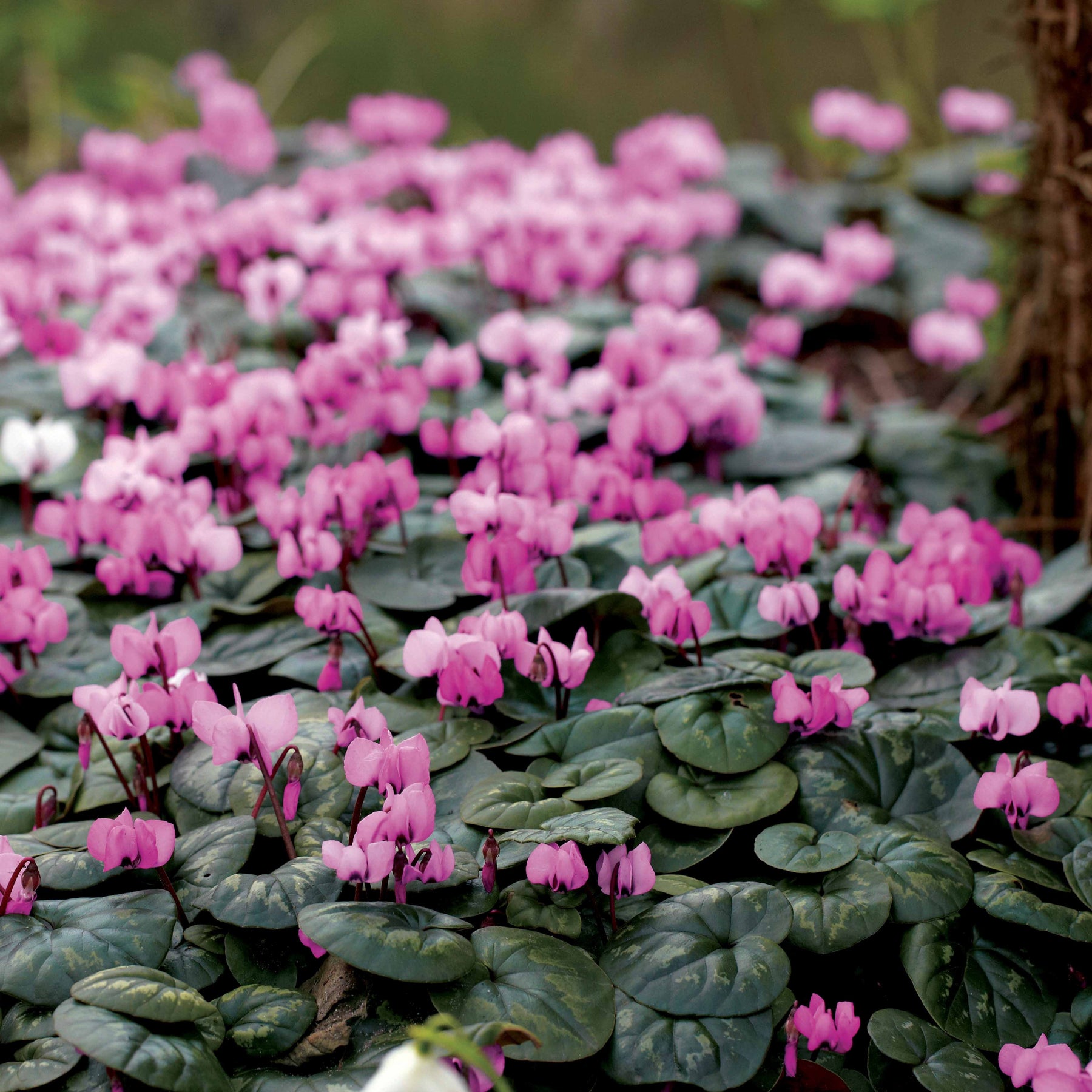 3 Cyclamens de l'île de Cos roses - Willemse