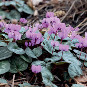 Cyclamen coum - 3 Cyclamens de l'île de Cos roses - Bulbes de cyclamen