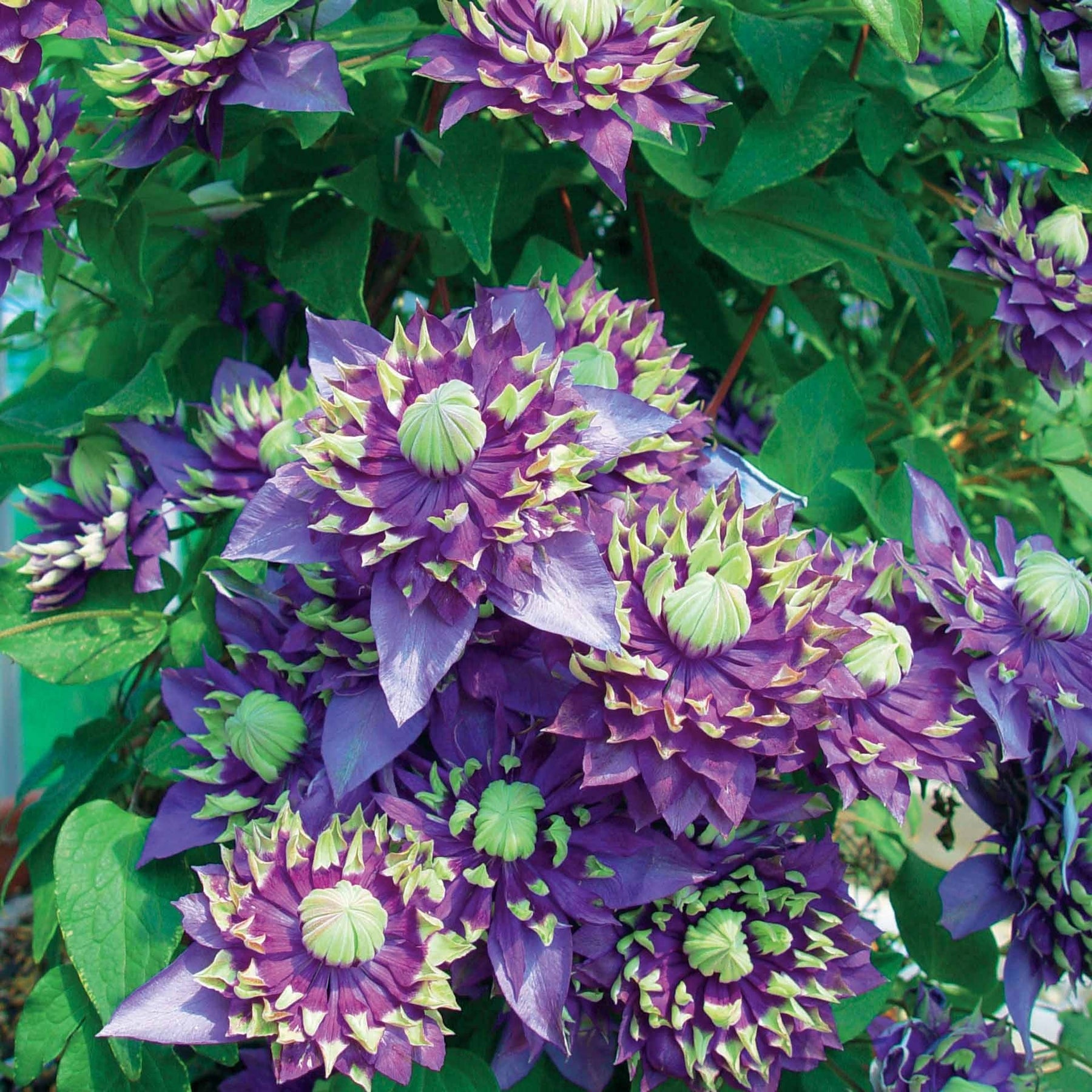 Clematis Taïga - Clématite Taïga - Clématites
