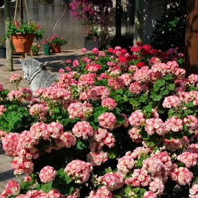 Pelargonium zonale apple blossom - 3 Géraniums rose abricot - Géranium de balcon