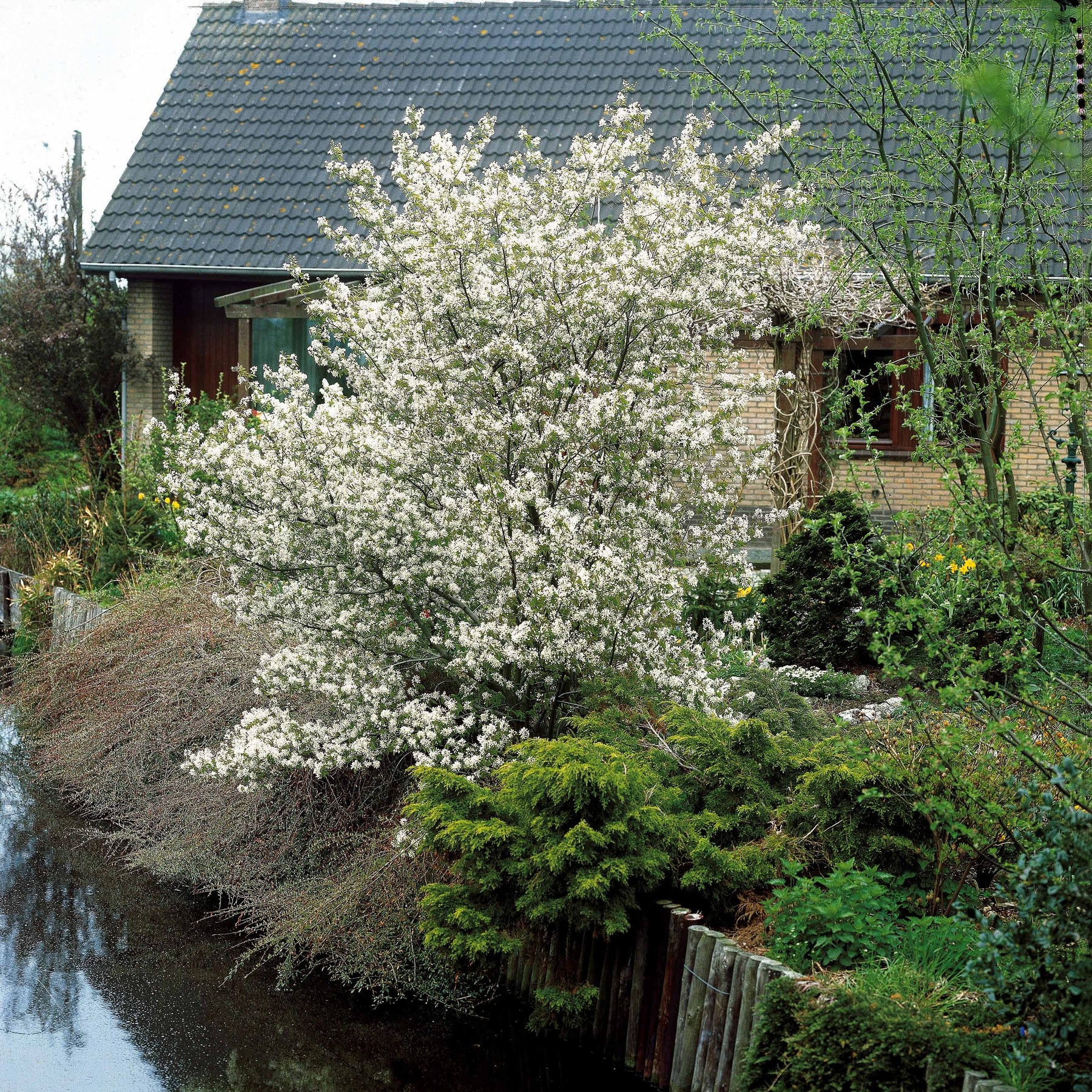 Amelanchier lamarckii - Amélanchier de Lamarck - Amélanchier