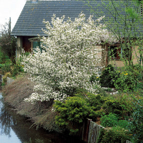 Amelanchier lamarckii - Amélanchier de Lamarck - Amélanchier