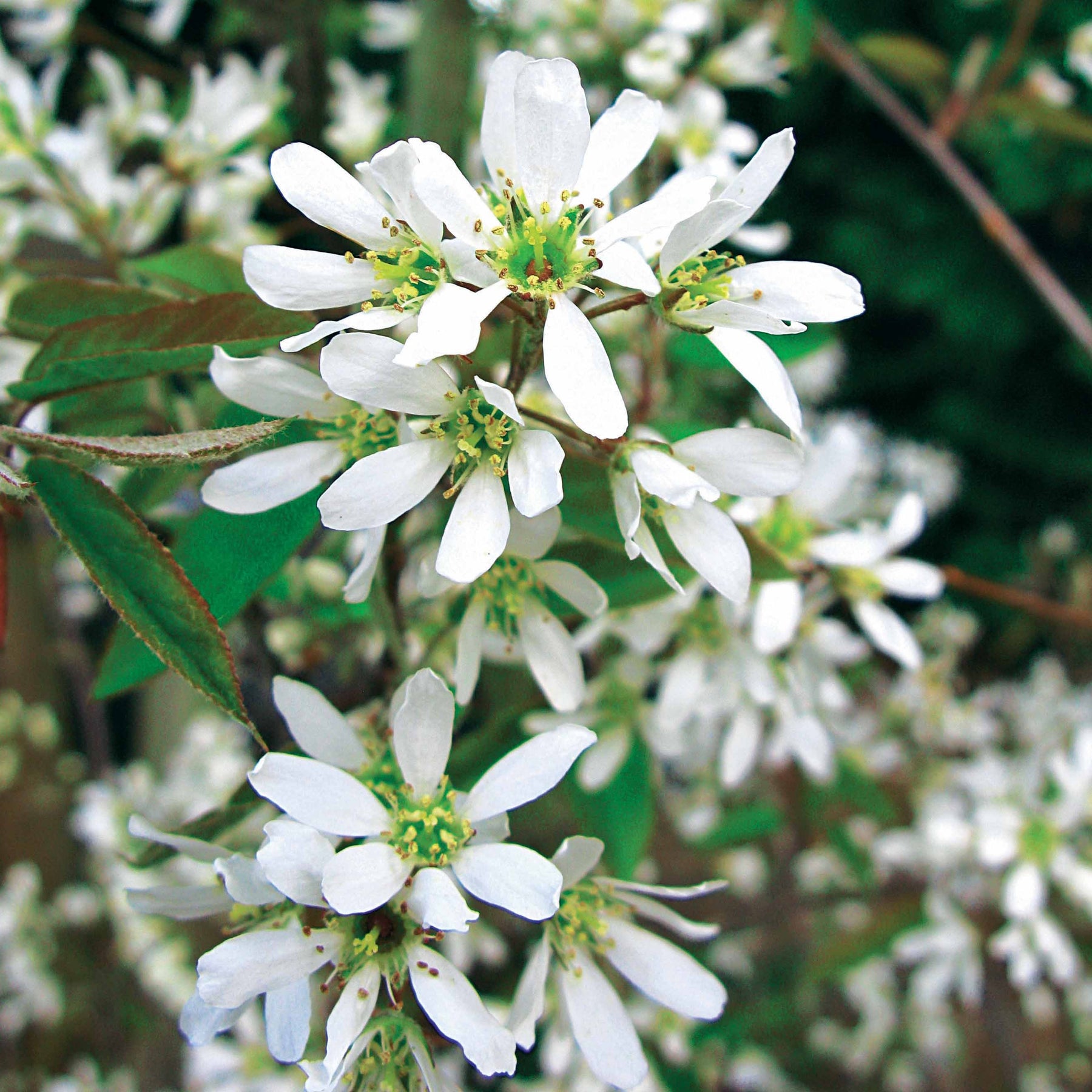 Vente Amélanchier de Lamarck - Amelanchier lamarckii