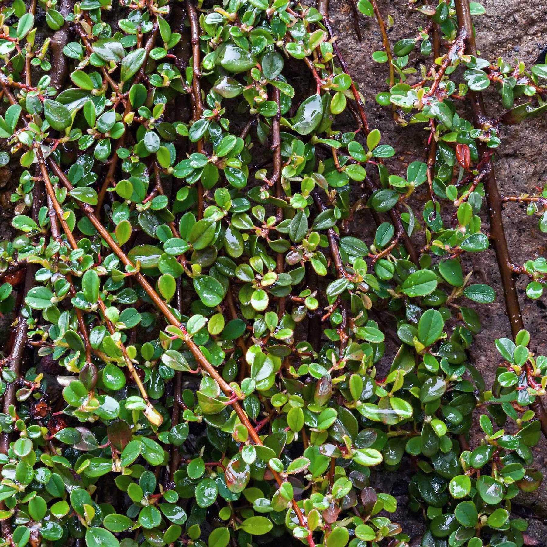 Vente Cotoneaster de Dammer