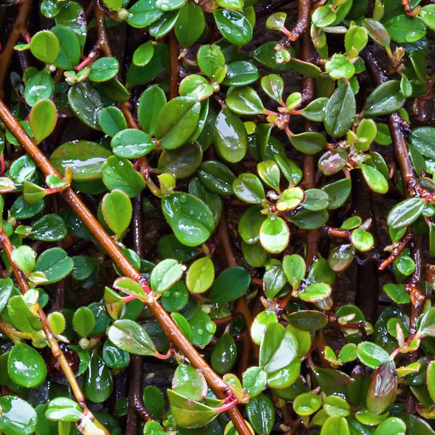 Vente Cotoneaster de Dammer - Cotoneaster Dammeri