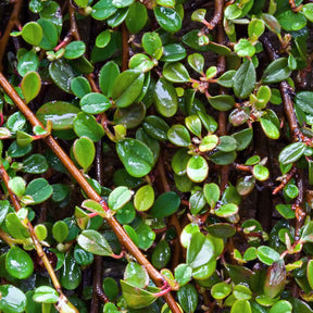 Vente Cotoneaster de Dammer - Cotoneaster Dammeri