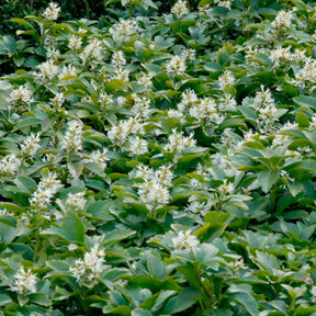 Pachysandra terminalis - Pachysandre - Pachysandre