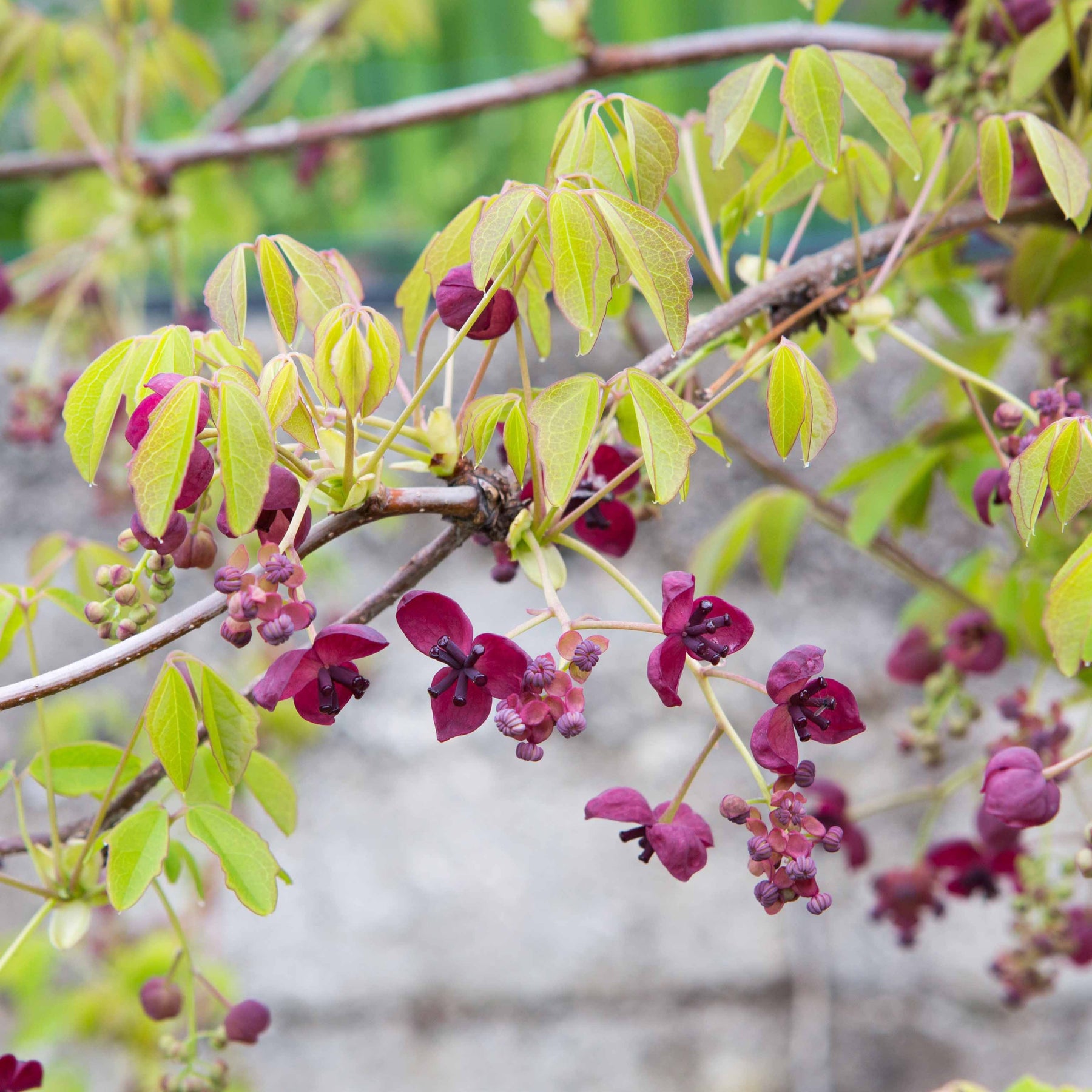 Akebia - Akébia à cinq feuilles - Akebia quinata