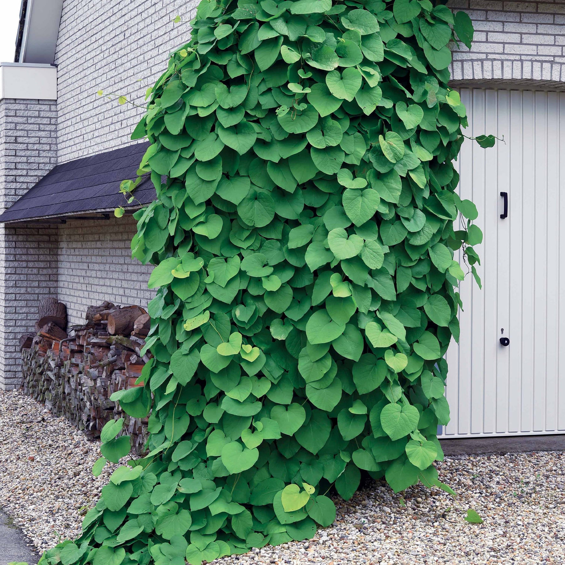 Vente Aristoloche - Aristolochia macrophylla