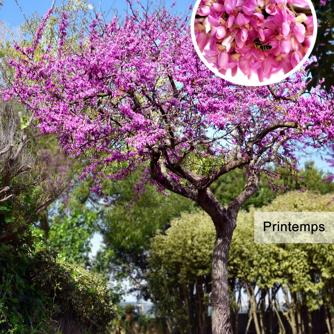 Vente L'Arbre de Judée