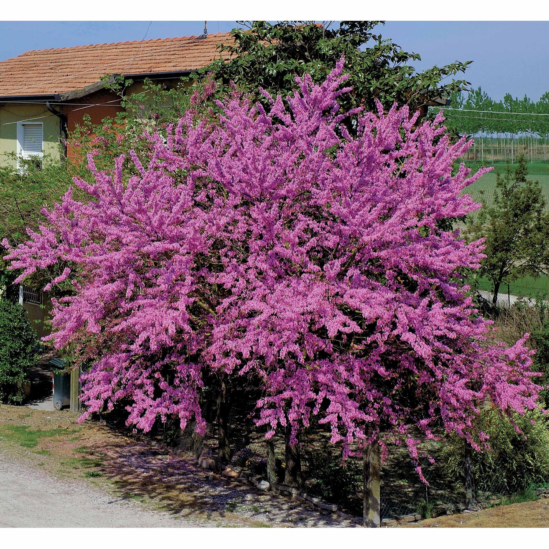 Cercis siliquastrum - L'Arbre de Judée - Arbre de judée