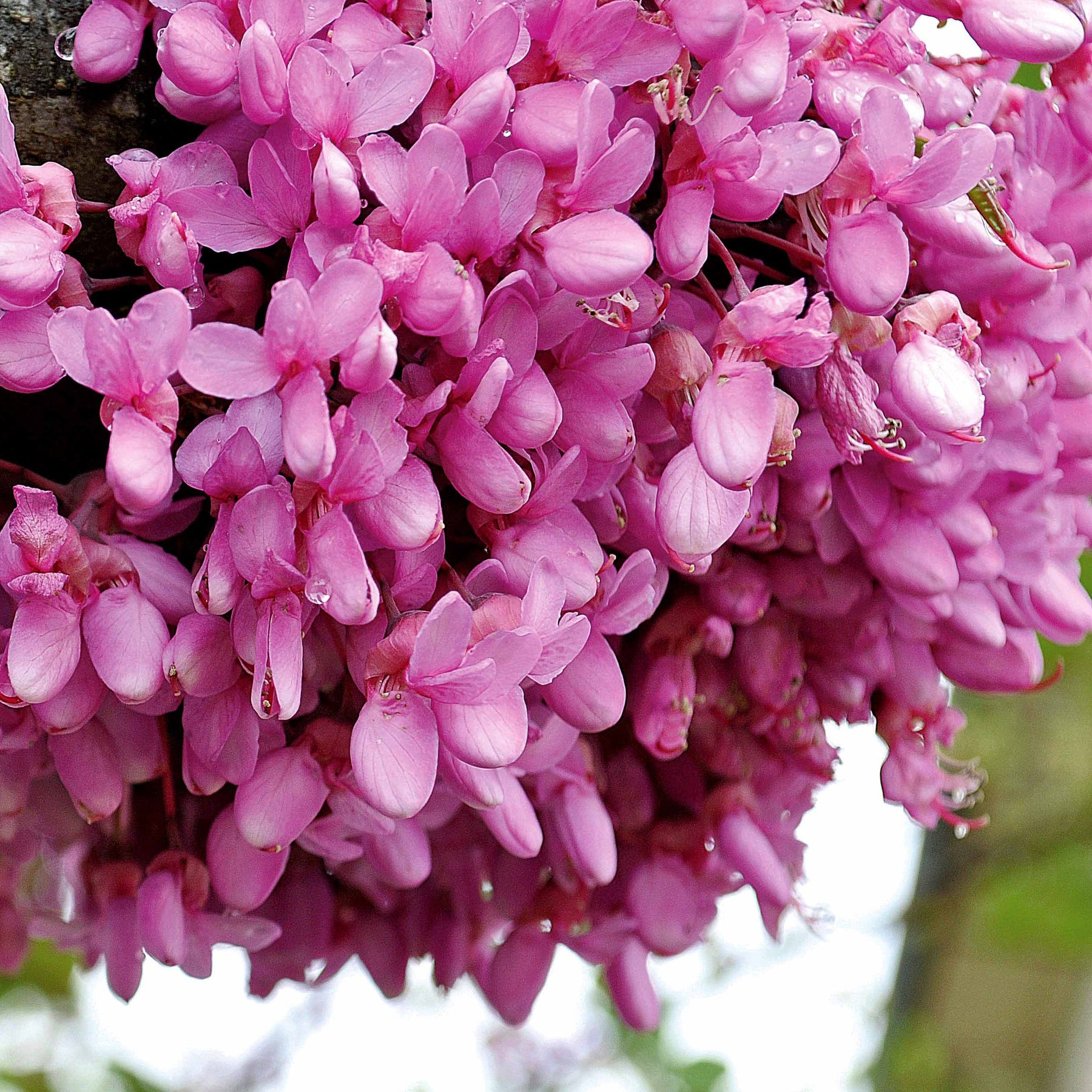 Arbre de judée - L'Arbre de Judée - Cercis siliquastrum