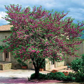 Vente L'Arbre de Judée - Cercis siliquastrum
