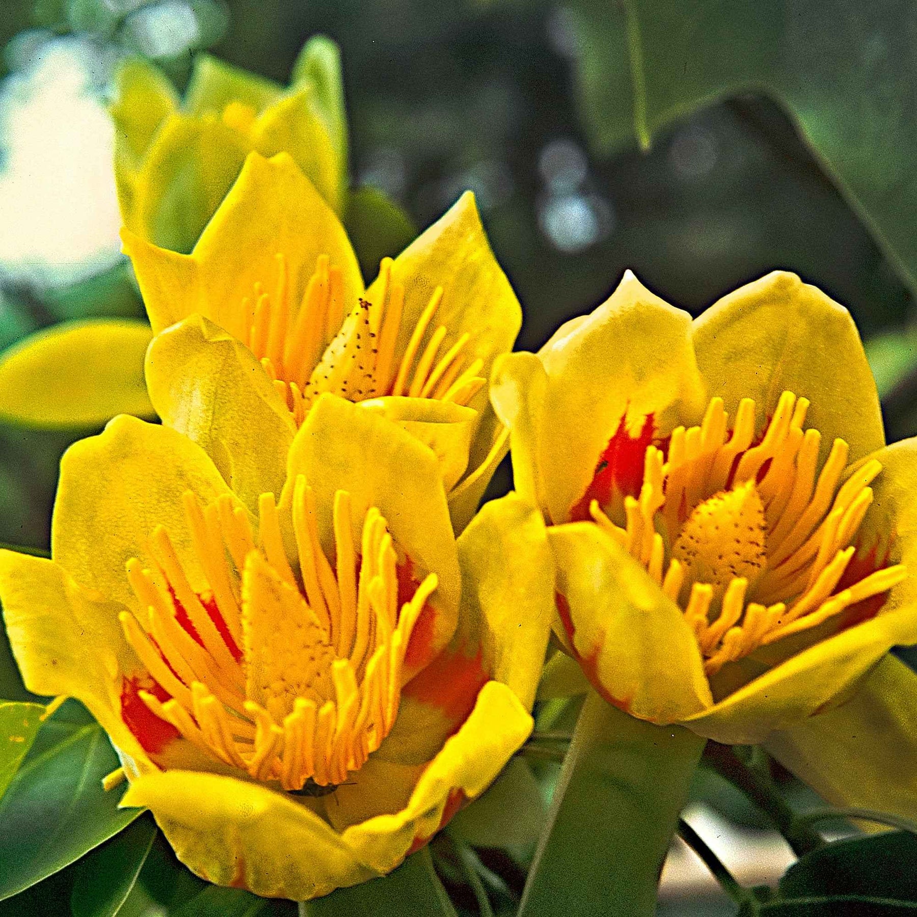 Vente Tulipier de Virginie - Liriodendron tulipifera danny