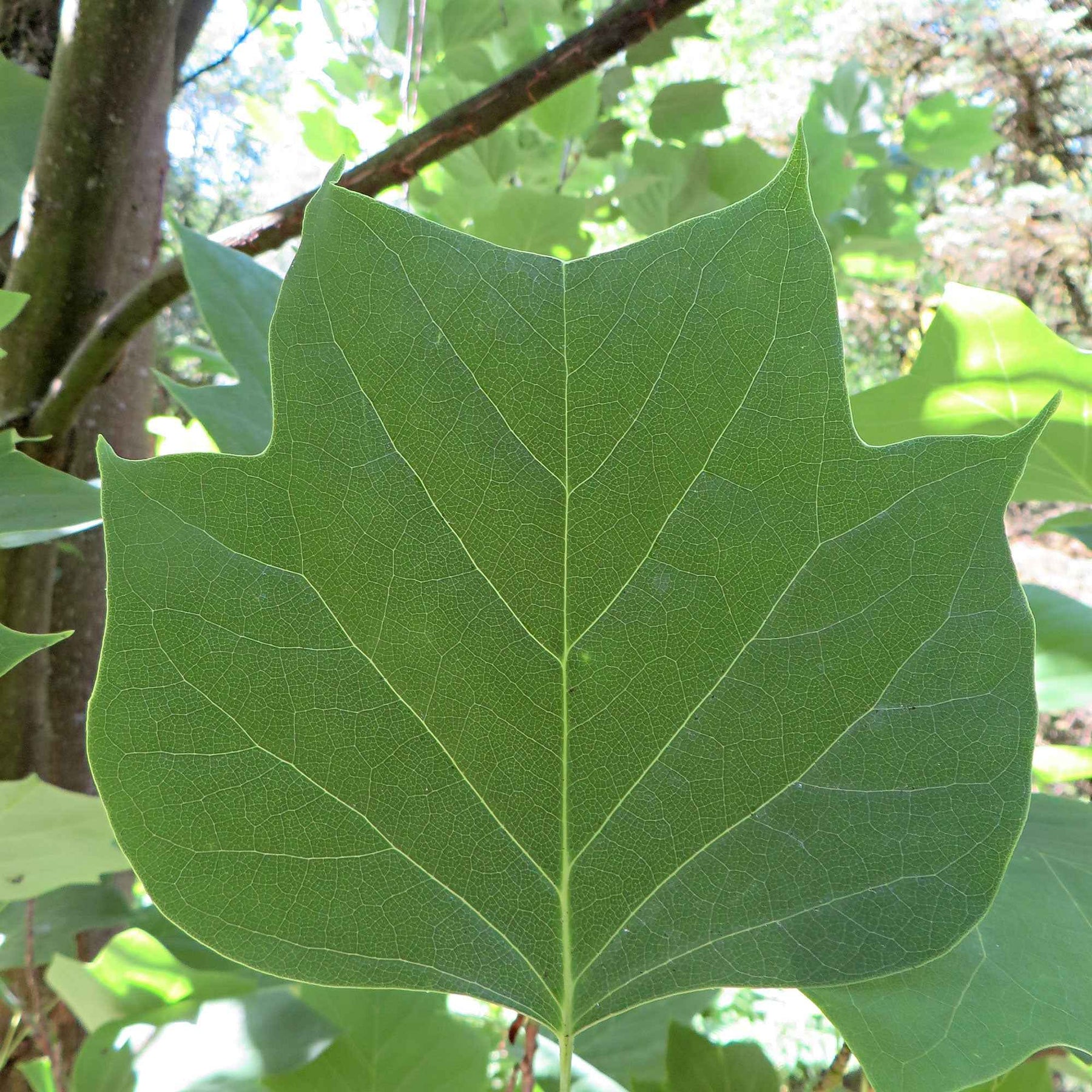 Arbres à fleurs - Tulipier de Virginie - Liriodendron tulipifera danny