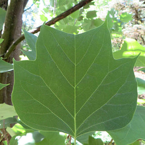 Arbres à fleurs - Tulipier de Virginie - Liriodendron tulipifera danny