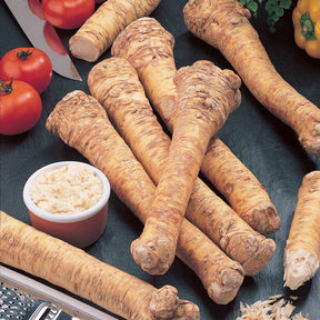 Plantes vivaces aromatiques - Raifort Moutarde des Allemands - Armoracia rusticana