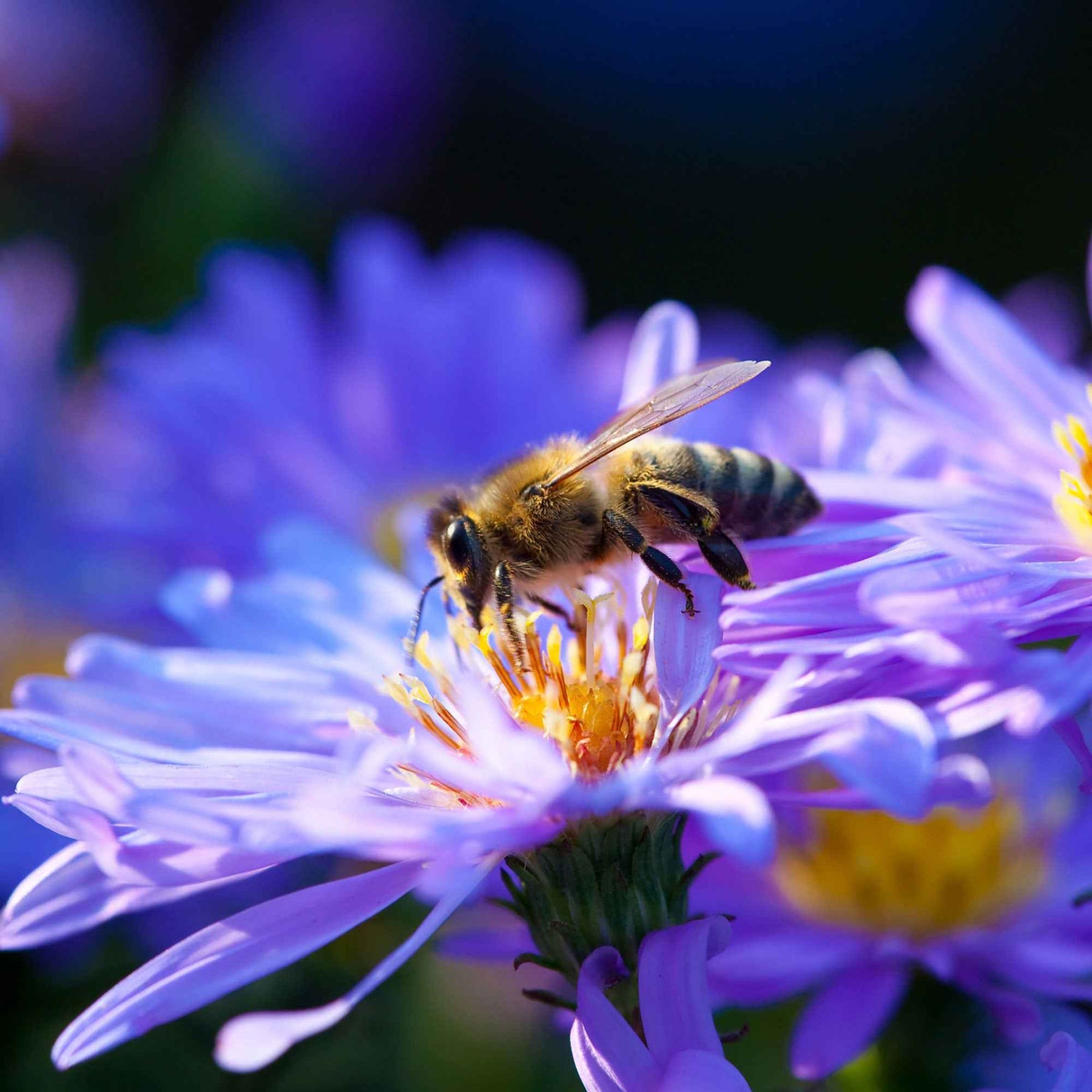 Aster dumosus Lady In Blue - Aster dumosus Lady in Blue - Willemse
